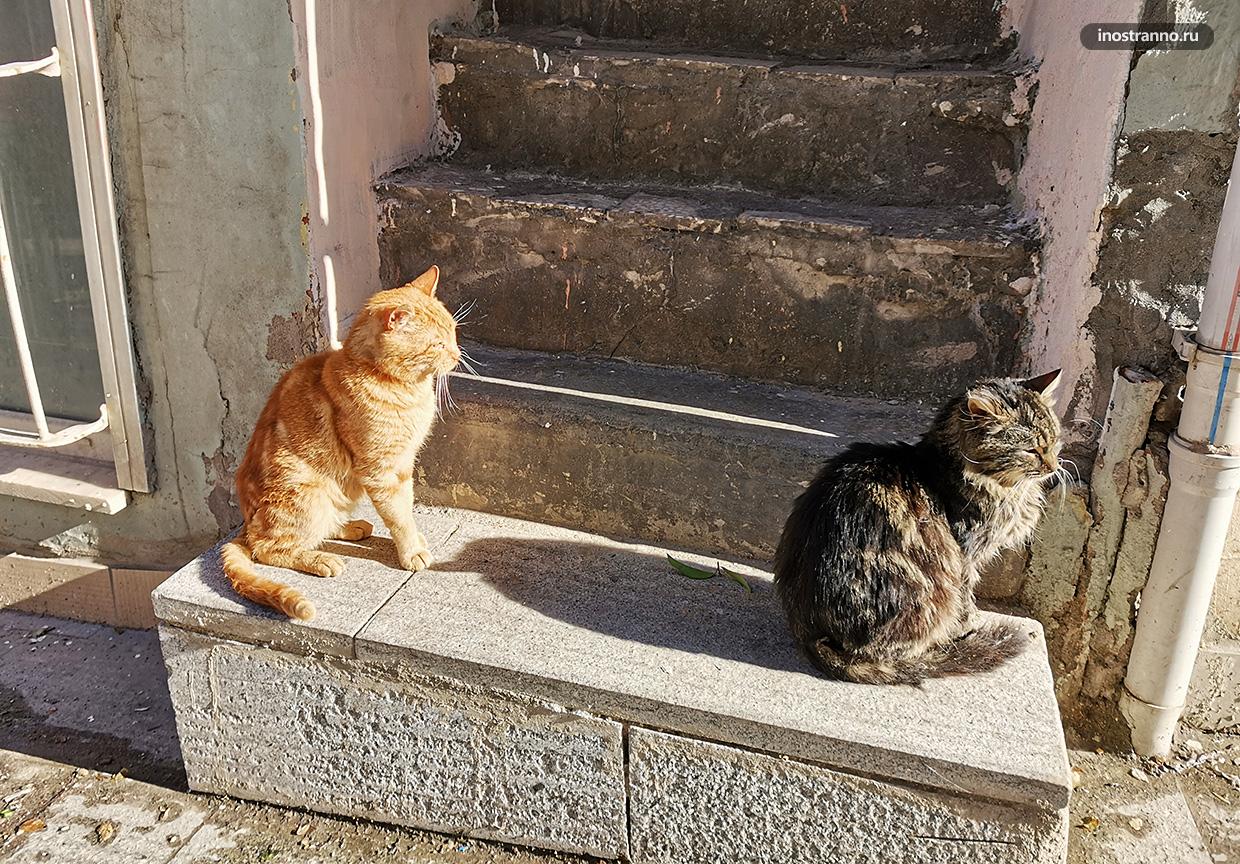 Коты на солнце