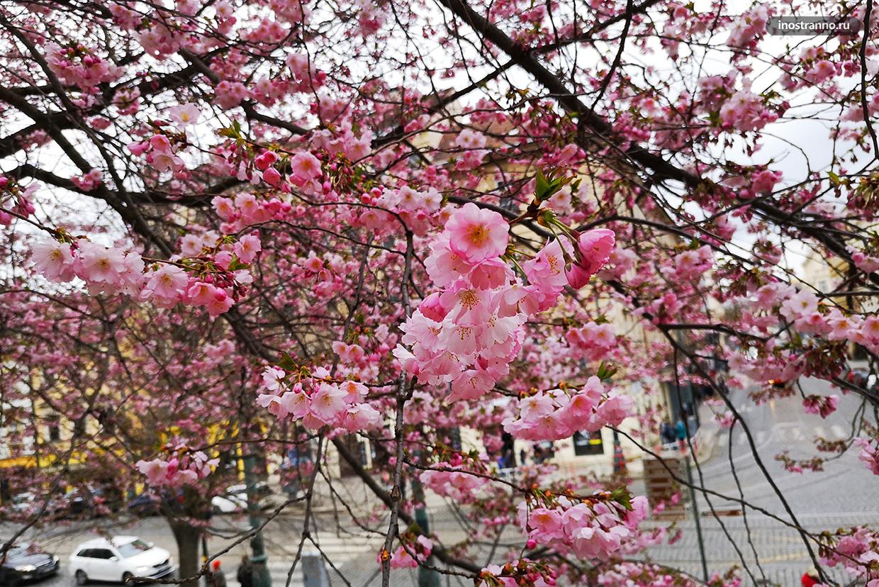 Магнолия в праге Магнолия в праге