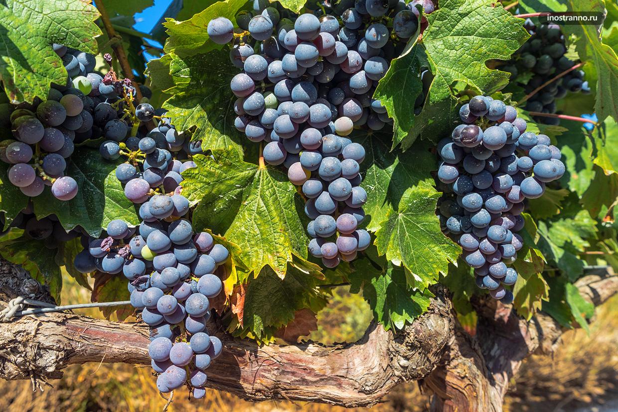 Виноградники Испании