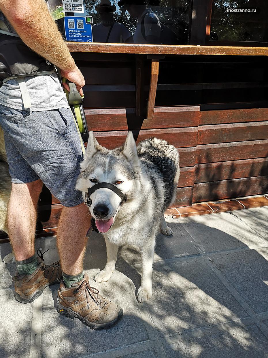 Собака Хаска в Хорватии