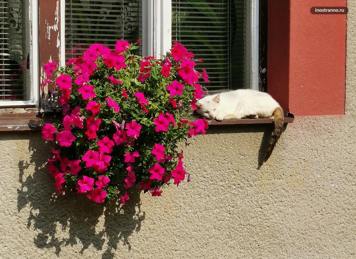 Кот нежится на солнышке