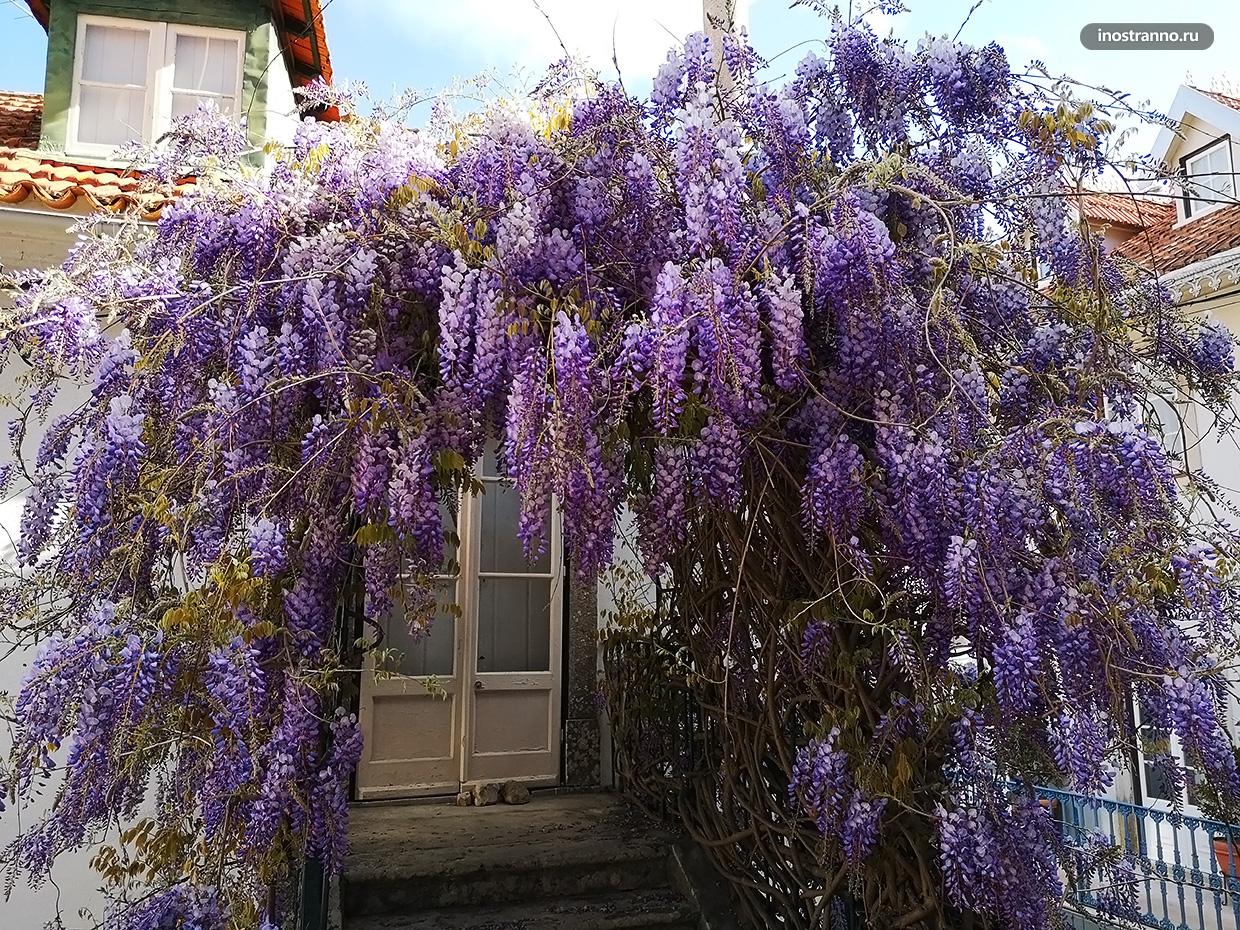 Топ-7 достопримечательностей Синтры 19 Цветущая глициния в Португалии