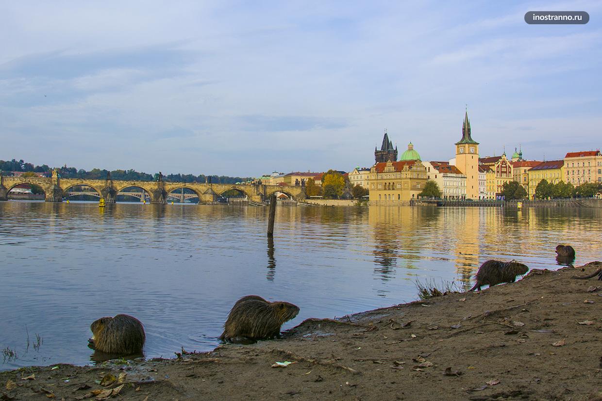 Река в Праге Влтава