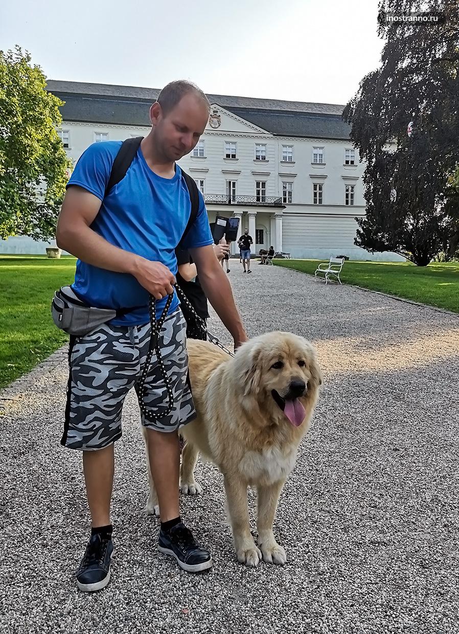 Словацкий чувач большая собака из Чехии