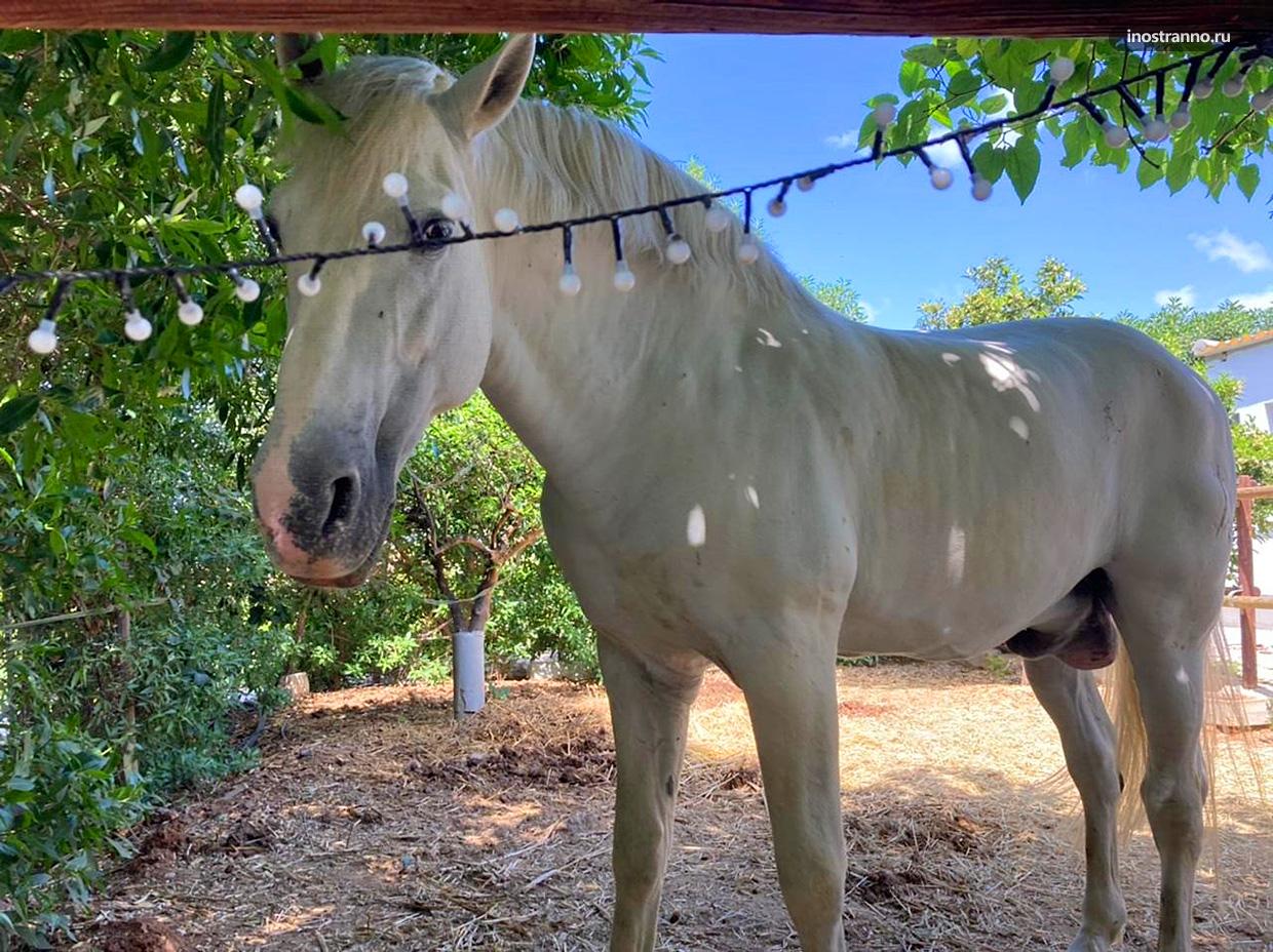 Лошадь в испанском ранчо