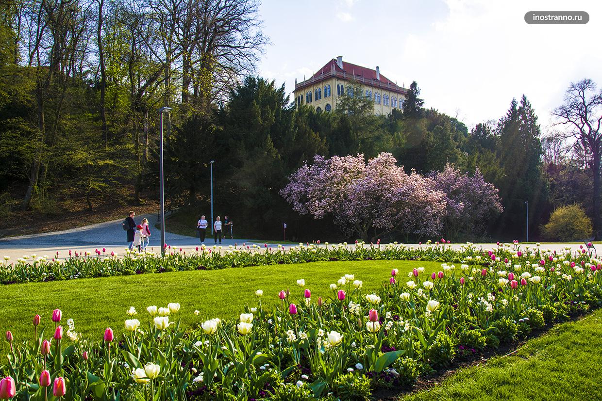 Прага парк Стромовка с цветущей магнолией и тюльпанами
