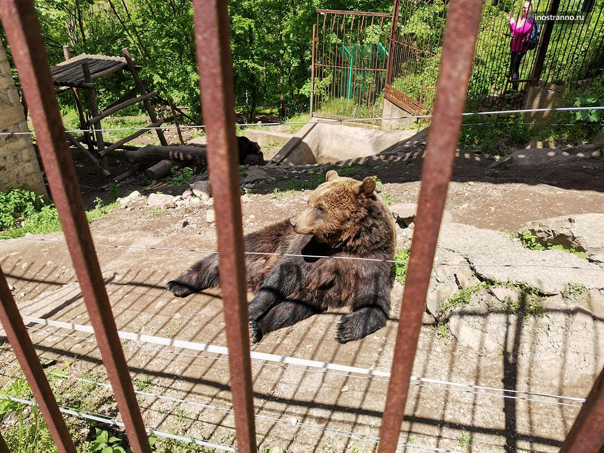 Медведь в чешском замке