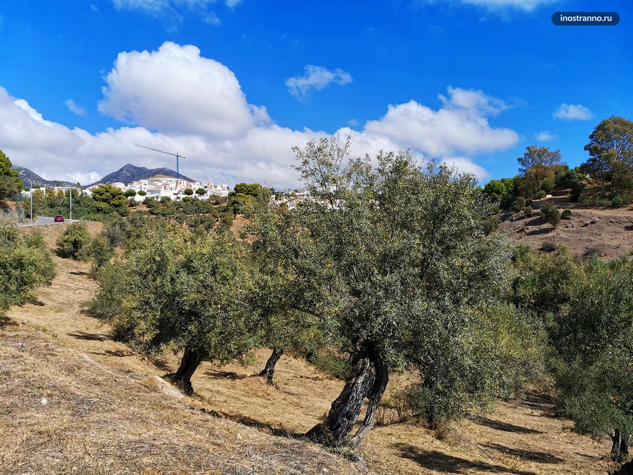 Где растут оливки в Испании