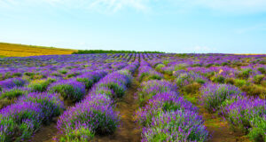 Лавандовые поля в Болгарии – фото и локация