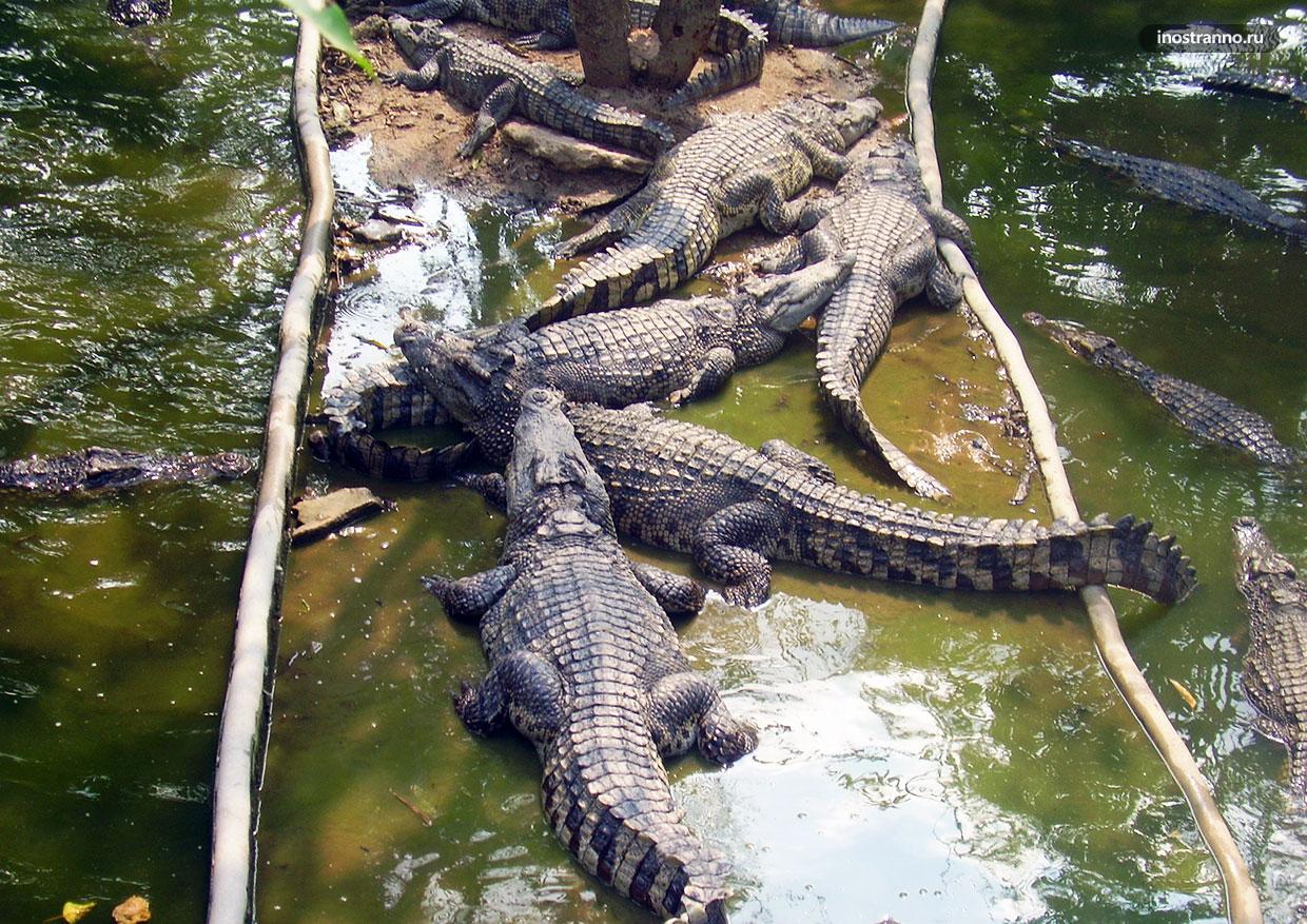 Крокодиловая ферма экскурсия из Паттайи