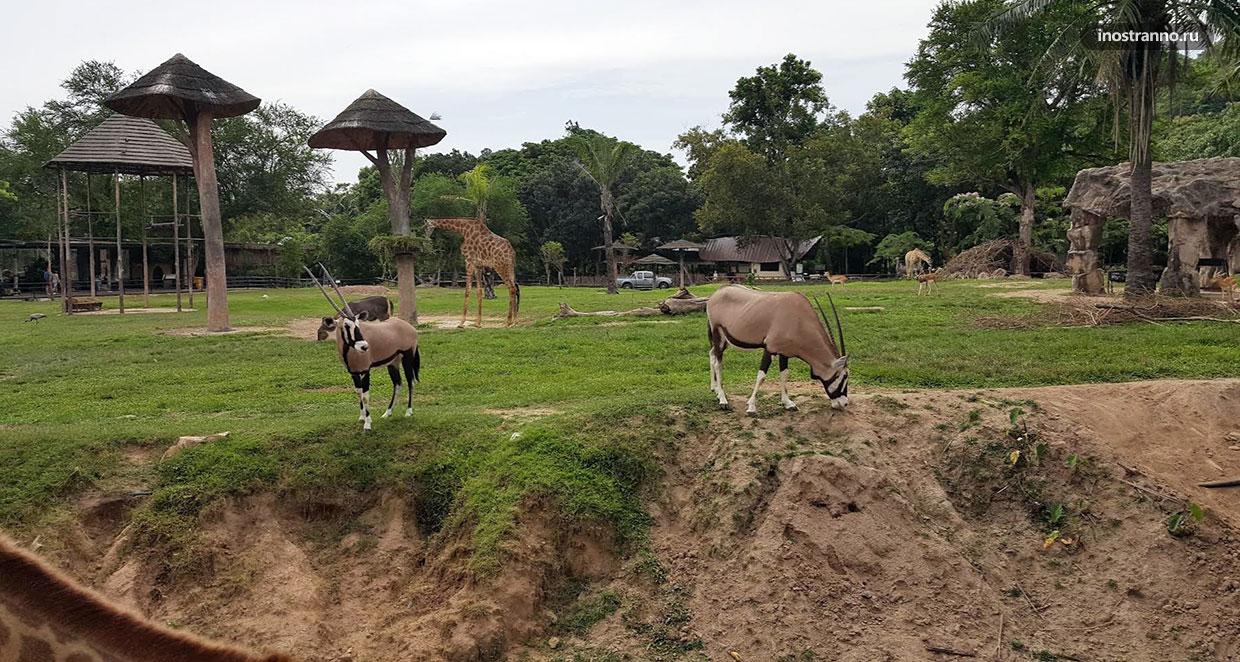 Зоопарк Кхао Кхео в Таиланде фото