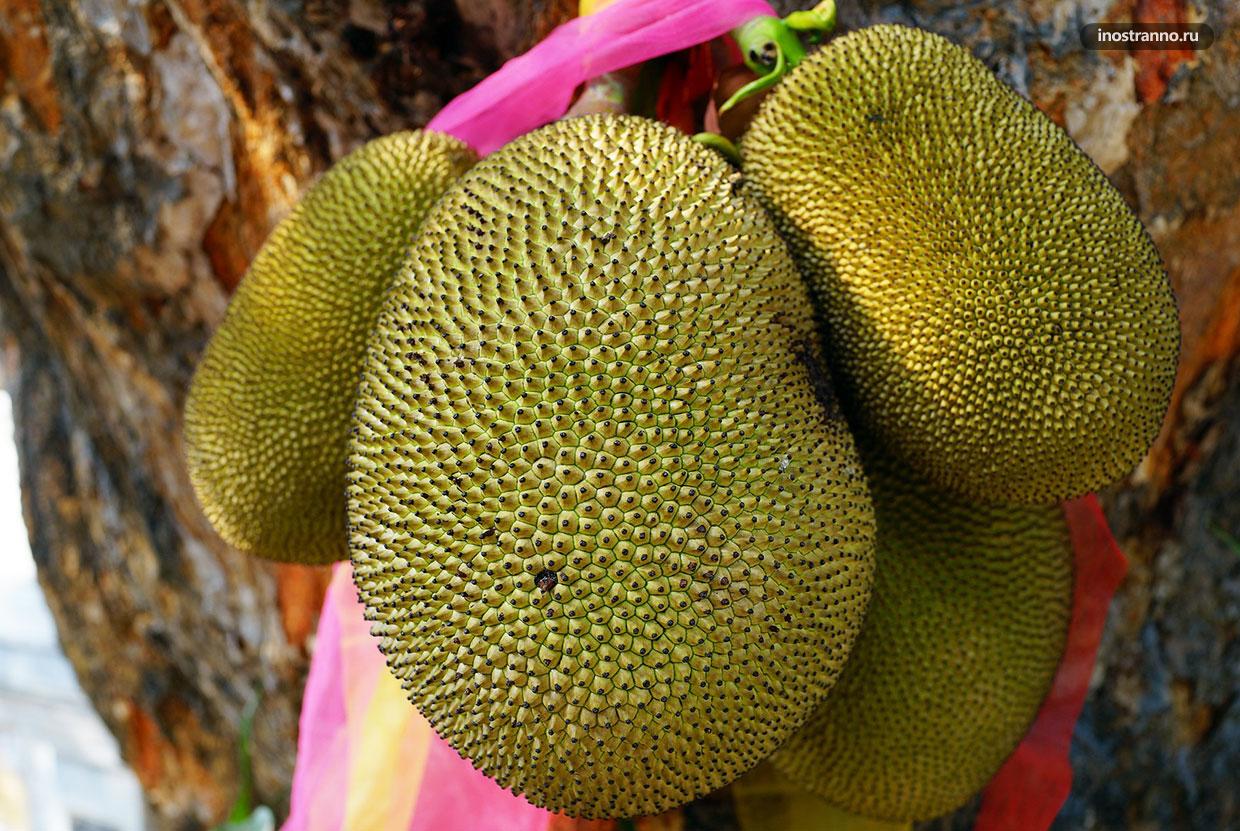 Тайское хлебное дерево джекфрут