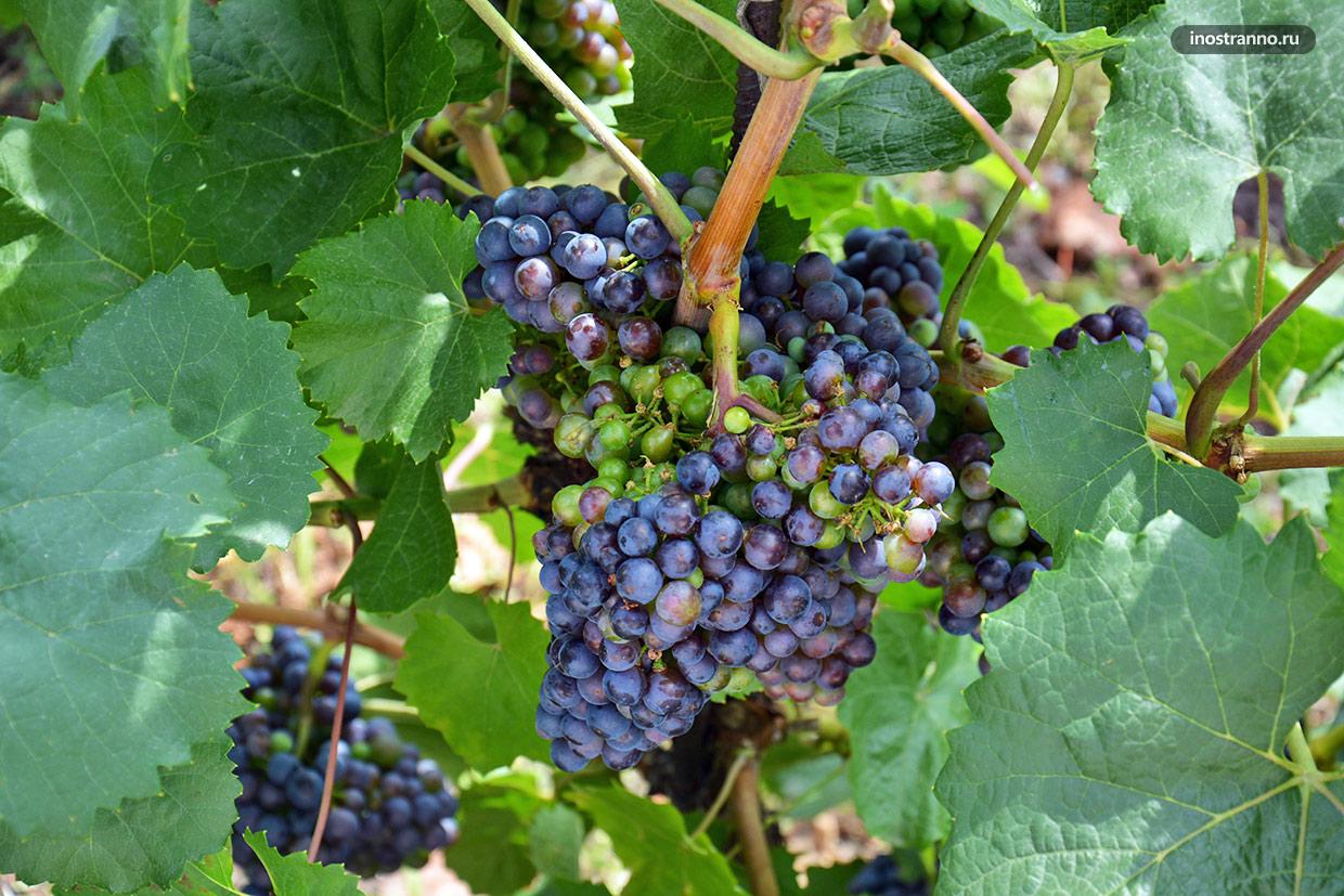 Сорта винограда в Европе
