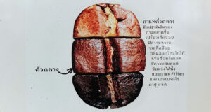 Дегустация кофе на кофейной плантации в Таиланде